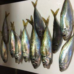 アジ釣り４日連続