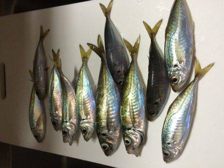 アジ釣り４日連続