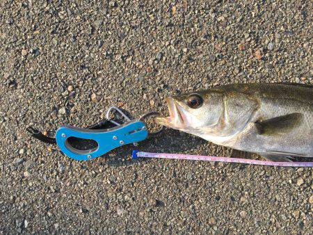近所の湾奥にて
