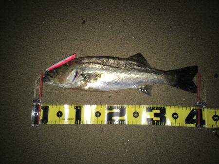 バチ抜け～！※グロ注意