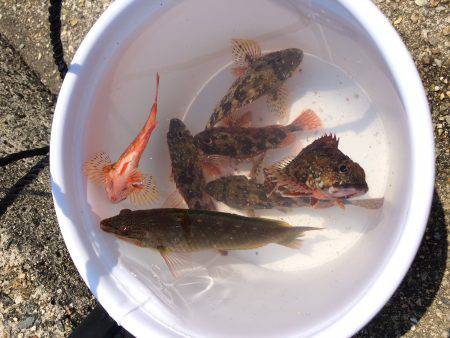 ヤッパリねぇ、、、