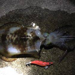 ＧＷエギング②