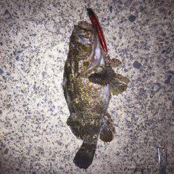 バチシーバス来てタケノコ^_^