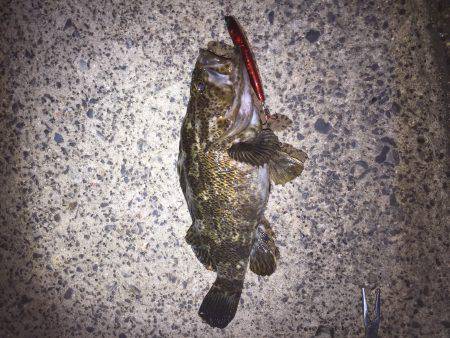 バチシーバス来てタケノコ^_^