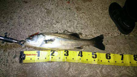 バチシー終幕？！