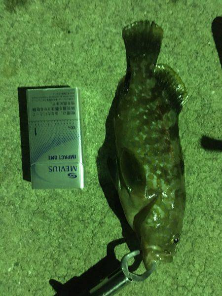 ロックフィッシュゲーム