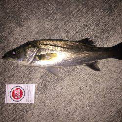 やっと釣れました