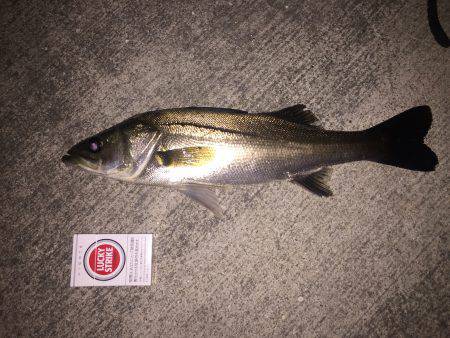 やっと釣れました