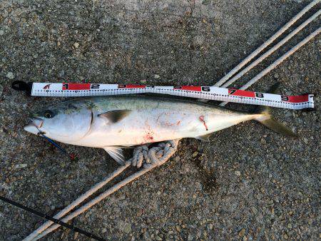 LSJタックルでブリ95cm！