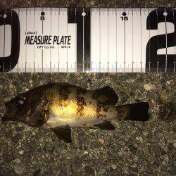 大潮フロートメバル！