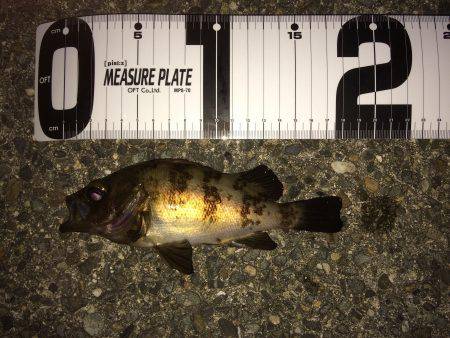 大潮フロートメバル！