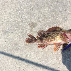 安定です、ガシラ様