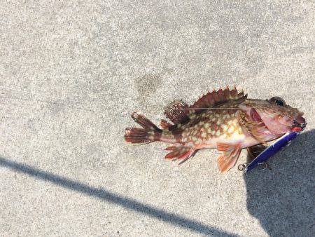 安定です、ガシラ様