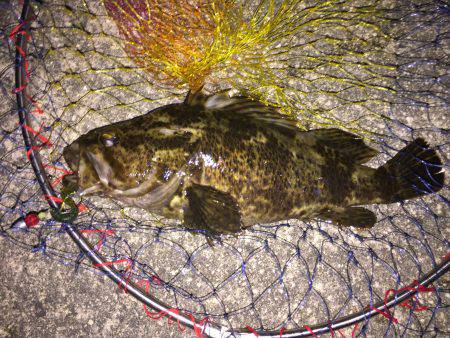 デカ！タケノコメバル