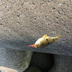 初めてのちょい投げ