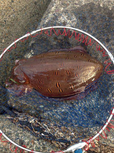 コウイカ？紋甲イカ？