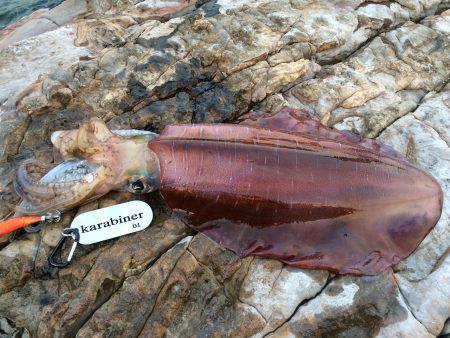 赤系アオリイカ