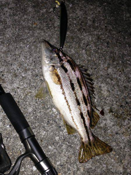 シマイサキ狙い！