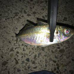 激渋アジング！