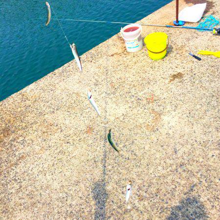 サビキでイワシ爆釣！！