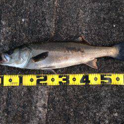 エビ撒きで 久々の良型！