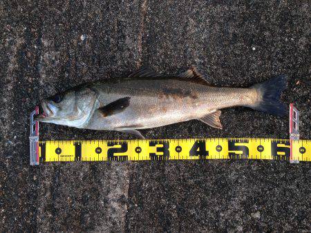 エビ撒きで 久々の良型！