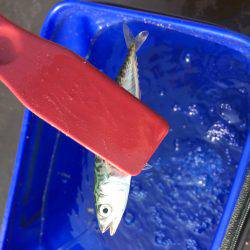 時合は僅かに1時間