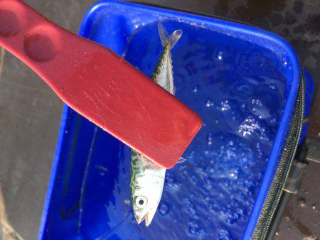 時合は僅かに1時間