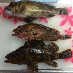 近場で根魚狩り