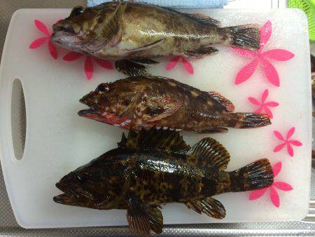 近場で根魚狩り