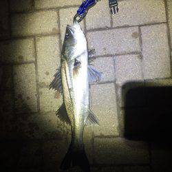 朝マズメ狙いで❗️