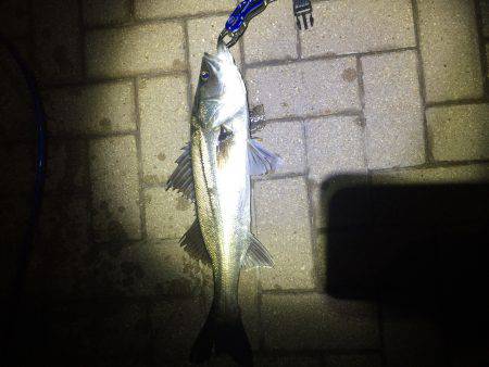 朝マズメ狙いで❗️