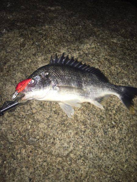 シーバス不発からのキビレ。