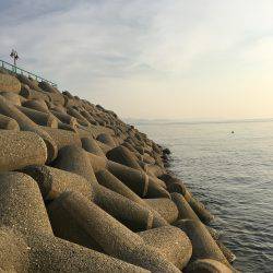 今日もメバメバ