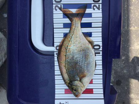 短時間で根魚など