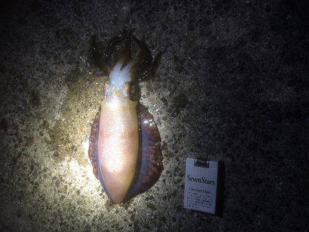 春アオリイカ！