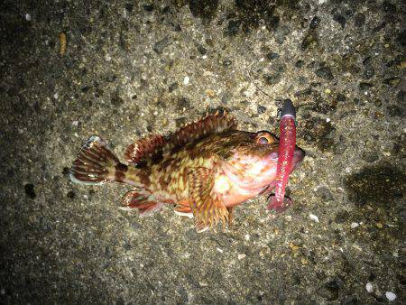 マイクロワインド＆メバリング