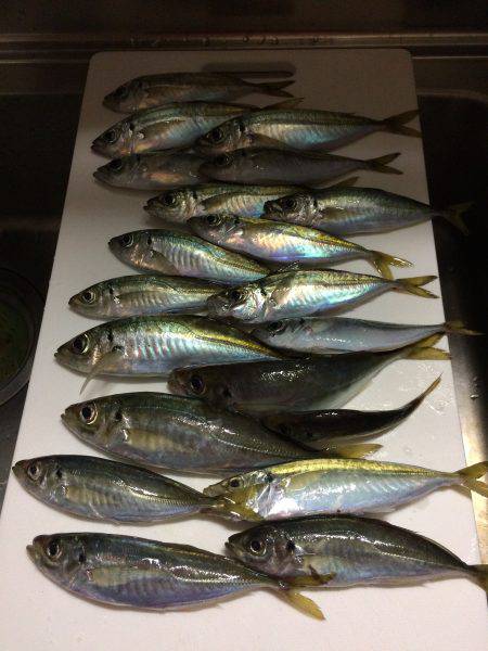 アジ釣り⑤