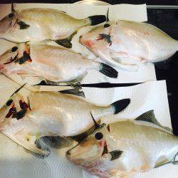 再びウマヅラちゃん釣り