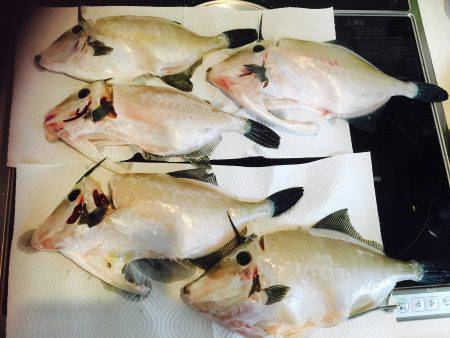 再びウマヅラちゃん釣り