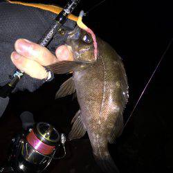 南淡路メバル♪