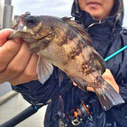 釣り解放区&魚釣り園護岸の昼下がり…