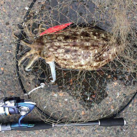 バサーの春イカ釣行