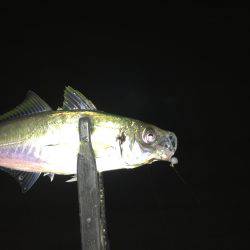 暗闇アジング‥爆