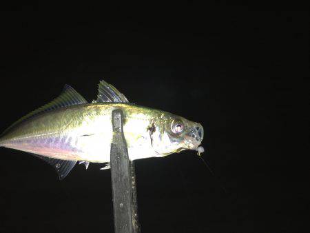 暗闇アジング‥爆