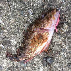 アジングの予定が。