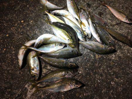 ＲoundＴripトーナメント下見アジング…