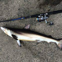 サメのサイトフィッシング。強烈な引きは楽しめました。