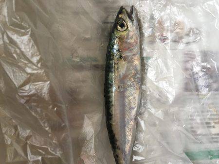 キスの天ぷらのつもりが