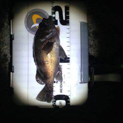 昨日のようには